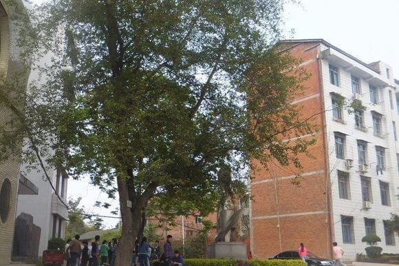 任市中學校園風采