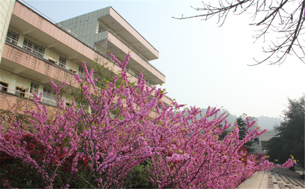 五通橋中學(xué)校園環(huán)境怎么樣？