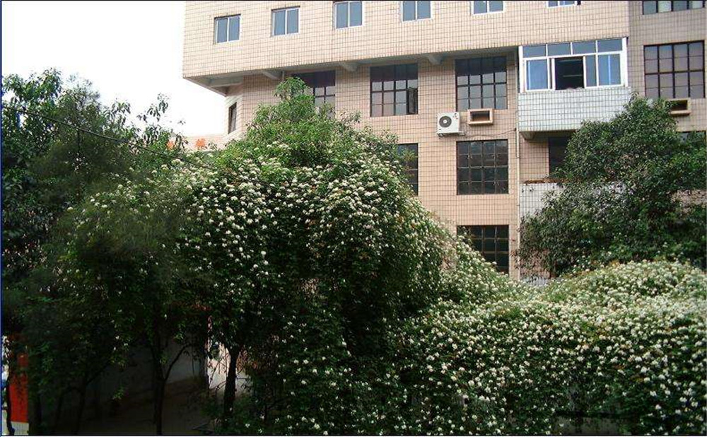 石室聯(lián)合中學(xué)蜀華分校2020年招生計劃是多少？