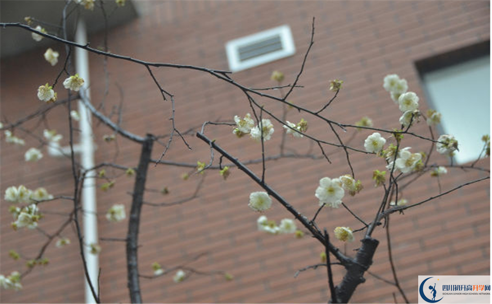 成都樹德中學(xué)光華校區(qū)自主招生中考網(wǎng)上怎么報(bào)名？