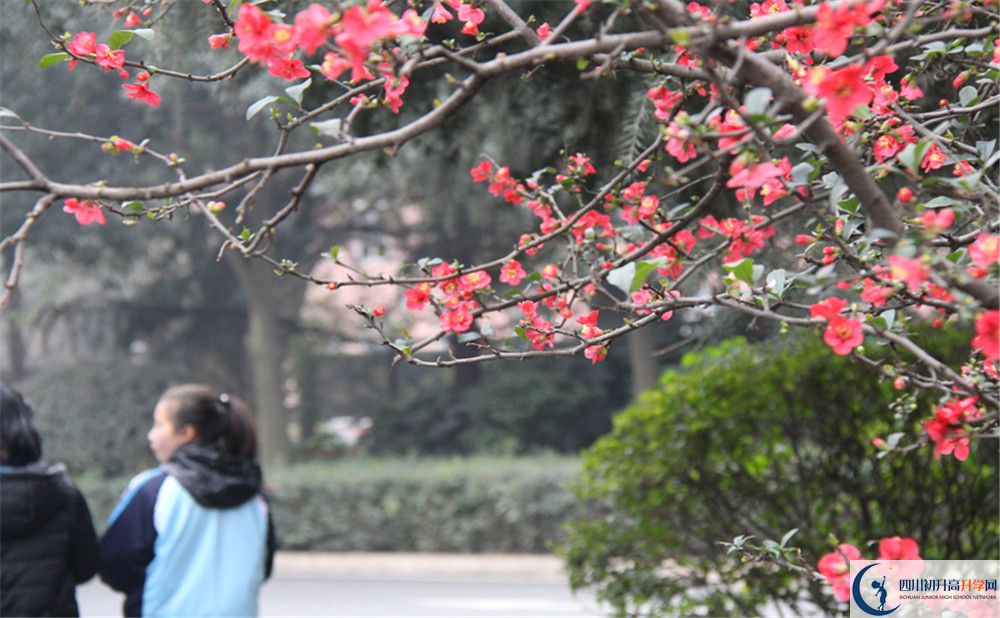 成都36中的地址在哪里？